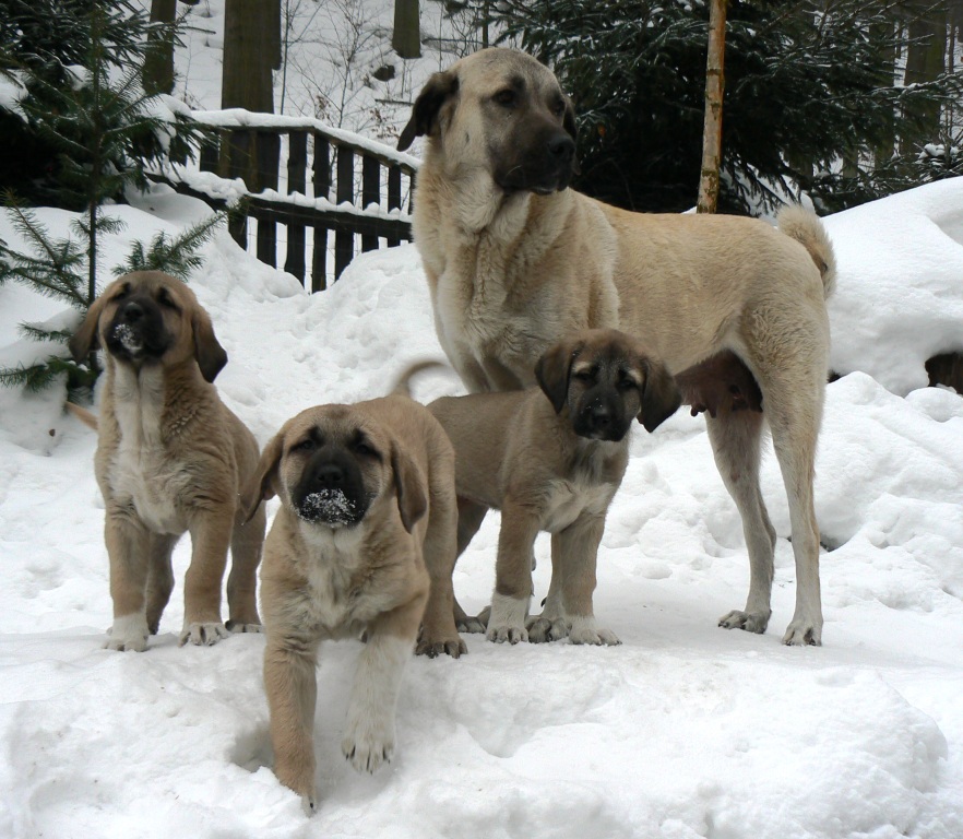 Anatólsky pastiersky pes Karabaš