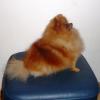 Curly Sue of Maja´s Pomeranianworld