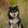 Psík v chovateľskej stanici patrí používateľovi Bonniel-dog
