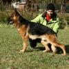 Psík v chovateľskej stanici patrí používateľovi Bonniel-dog