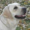 Psík v chovateľskej stanici patrí používateľovi Excelent Dogs