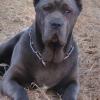Psík v chovateľskej stanici patrí používateľovi Pavla Šťastná