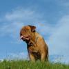 AGRAMER BORDOG MAGIS,Dogue de Bordeaux