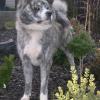 ACHIKO GO AKITA INU OF CACIC