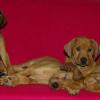 Manwë kennel - chovatelská stanice Rhodéských Ridgebacků