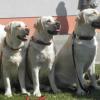 Chovateľská stanica používateľa Excelent Dogs