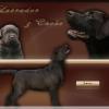 labrador