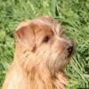Chovateľská stanica používateľa Red Heaven Norfolk Terrier kennel