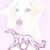 saluki