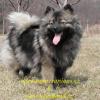 Karamit Nova - www.pomeranians.cz