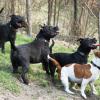 Chovateľská stanica používateľa Vivastaff Kennel