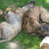 Chovateľská stanica používateľa Vlapan whippet