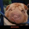 Sharpei Bodrík