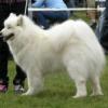 Samojed