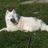 Samojed IRIS BELLA BÍLY KŘEMÍNEK hľadá domov