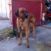 Používateľ ridgeback daruje psíka