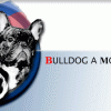 BULLDOG A MOPS KLUB SR