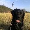 Profil psíka patrí používateľovi Chlustinová Jana