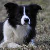 Profil psíka patrí používateľovi connie