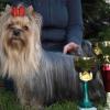 Profil psíka patrí používateľovi Sylvie Schettlová
