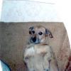 Profil psíka patrí používateľovi Tanja