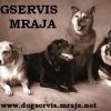 DOGSERVIS