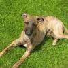 Vrh v chovateľskej stanici pridal používateľ Vlapan whippet