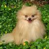 Nemecký špic trpasličí (Pomeranian) HILCRESTÂ´S SUGAR COATED