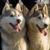 Sibírsky husky Vinyamar´s FLASHING STAR & Vinyamar´s FRODO BAGGINS