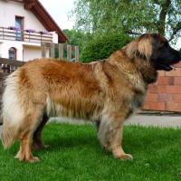 baci leon