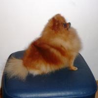 Curly Sue of Maja´s Pomeranianworld