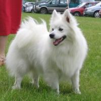 ATHENA Biele zlato