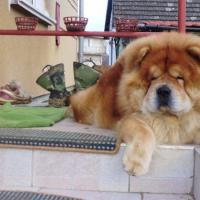 Psík v chovateľskej stanici patrí používateľovi slebo