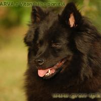 Psík v chovateľskej stanici patrí používateľovi Vitonská