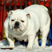 Buldog Baby Ice Girl