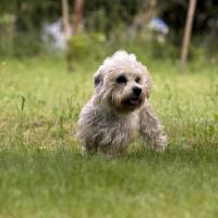 Isa-Dora vom Parkwald, Dandie z Minic, http://www.dandiezminic.cz/ Teriér dandie dinmont Isa-Dora vom Parkwald