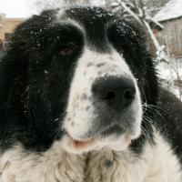 Pyrenejský mastin Egina Bohemia Vampirelli