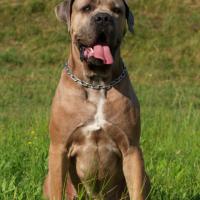Cane Corso ACCO BELLA DIABLO