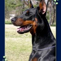 Doberman HERA NUOVA DOLCE VITA