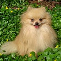 Nemecký špic trpasličí (Pomeranian) HILCRESTÂ´S SUGAR COATED