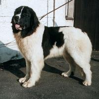 Landseer Surcouf du Domaine de Val Kurlande