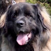 Leonberger - BessyEnsson Bohemia