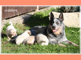 CIDABRO