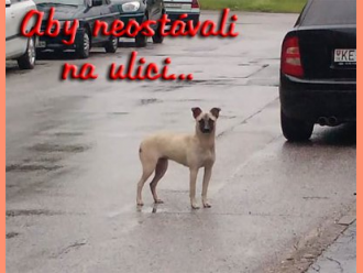Psík na ulici