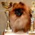 Pomeranian Ivo Mariadolf