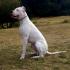 Profil psíka patrí používateľovi Niky - dogo argentino