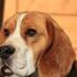 Obrázok používateľa beagles