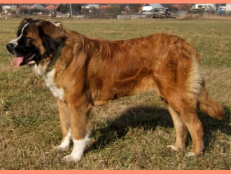 Moskovský strážny pes ANJA Runwa canis