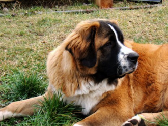 Moskovský strážny pes ANJA Runwa canis