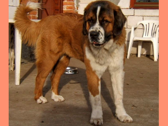 Moskovský strážny pes Bimba Runwa canis